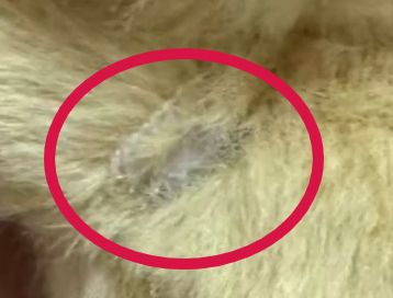 “泡泡玛特要求提供开箱”被指霸王条款法院